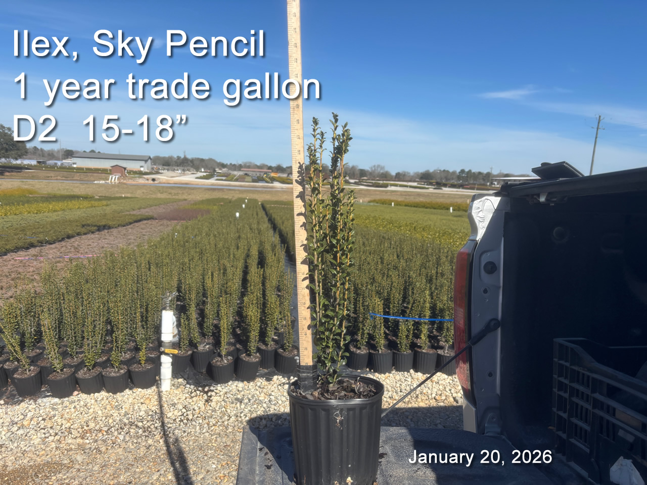 gallery/sky1yt d2 jan20.jpg